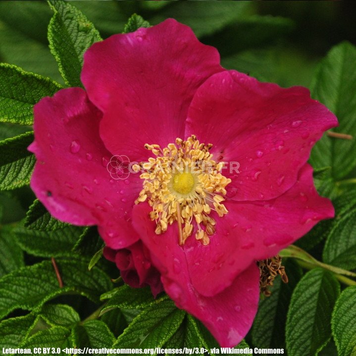 Rosier in Red Japan, rough red rose, Rosa Rugosa Rubra image